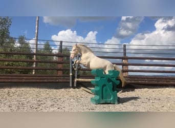 Connemara, Caballo castrado, 3 años, 145 cm, Cremello