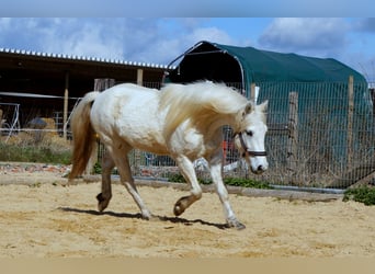Connemara, Caballo castrado, 3 años, 145 cm, Tordo