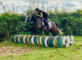 Connemara, Caballo castrado, 3 años, 145 cm, Tordo