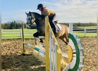 Connemara, Caballo castrado, 3 años, 145 cm, Tordo