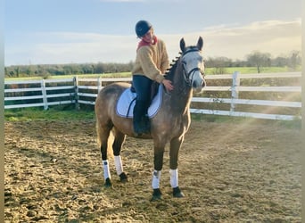 Connemara, Caballo castrado, 3 años, 145 cm, Tordo