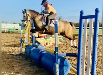 Connemara, Caballo castrado, 3 años, 145 cm, Tordo