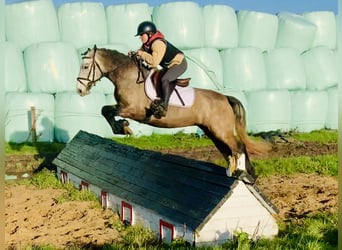 Connemara, Caballo castrado, 3 años, 145 cm, Tordo