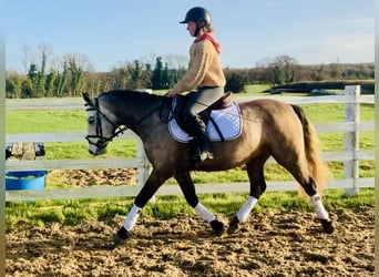 Connemara, Caballo castrado, 3 años, 145 cm, Tordo