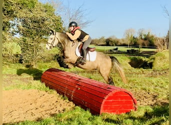 Connemara, Caballo castrado, 3 años, 145 cm, Tordo