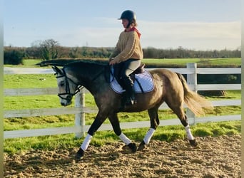 Connemara, Caballo castrado, 3 años, 145 cm, Tordo