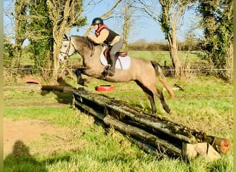 Connemara, Caballo castrado, 3 años, 145 cm, Tordo