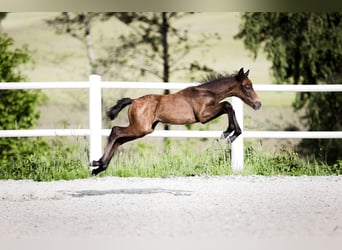 Connemara, Caballo castrado, 3 años, 146 cm, Tordo