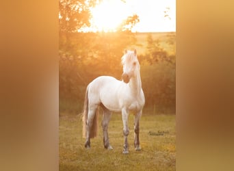 Connemara, Caballo castrado, 3 años, 146 cm, Tordo