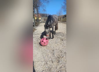 Connemara, Caballo castrado, 3 años, 146 cm, Tordo