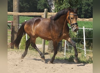 Connemara, Caballo castrado, 3 años, 147 cm, Bayo