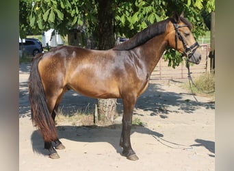 Connemara, Caballo castrado, 3 años, 147 cm, Bayo