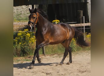 Connemara, Caballo castrado, 3 años, 147 cm, Bayo