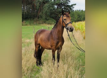 Connemara, Caballo castrado, 3 años, 147 cm, Bayo