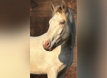 Connemara, Caballo castrado, 3 años, 147 cm, Cremello