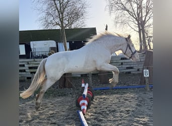 Connemara, Caballo castrado, 3 años, 147 cm, Cremello