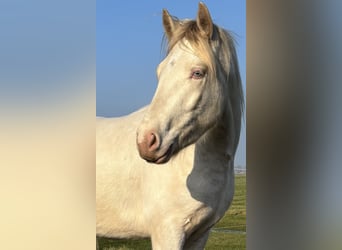 Connemara, Caballo castrado, 3 años, 147 cm, Cremello