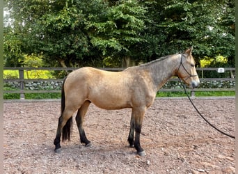 Connemara, Caballo castrado, 3 años, 148 cm