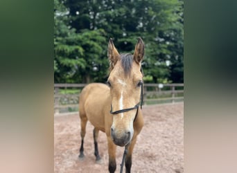 Connemara, Caballo castrado, 3 años, 148 cm