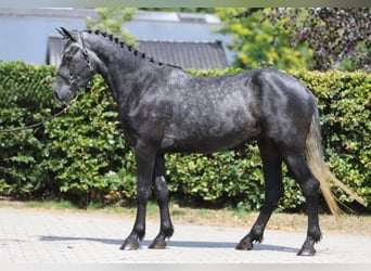 Connemara, Caballo castrado, 3 años, 148 cm, Porcelana