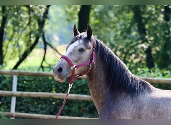 Connemara, Caballo castrado, 3 años, 148 cm, Tordo