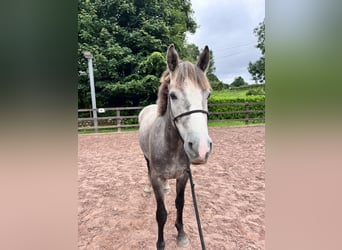 Connemara, Caballo castrado, 3 años, 148 cm, Tordo