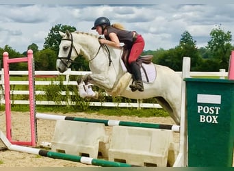 Connemara, Caballo castrado, 3 años, 148 cm, Tordo