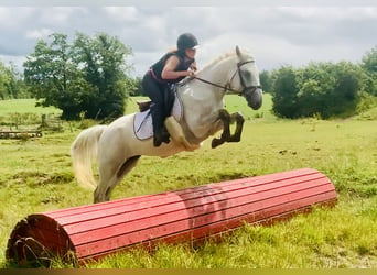 Connemara, Caballo castrado, 3 años, 148 cm, Tordo