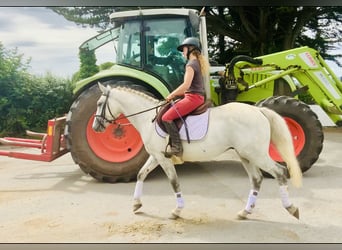 Connemara, Caballo castrado, 3 años, 148 cm, Tordo