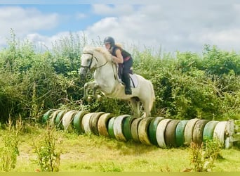 Connemara, Caballo castrado, 3 años, 148 cm, Tordo