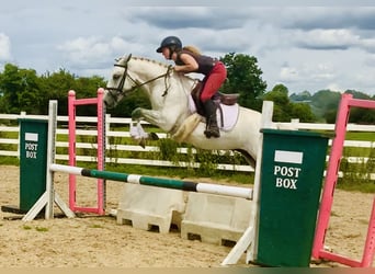 Connemara, Caballo castrado, 3 años, 148 cm, Tordo