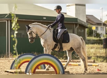 Connemara, Caballo castrado, 3 años, 150 cm, Tordo rodado