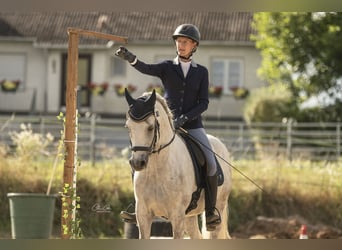 Connemara, Caballo castrado, 3 años, 150 cm, Tordo rodado