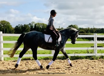 Connemara, Caballo castrado, 3 años, 152 cm, Tordo