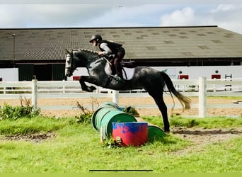 Connemara, Caballo castrado, 3 años, 152 cm, Tordo