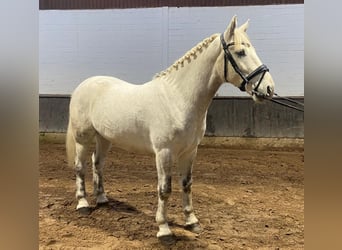 Connemara Mestizo, Caballo castrado, 3 años, 155 cm, Champán