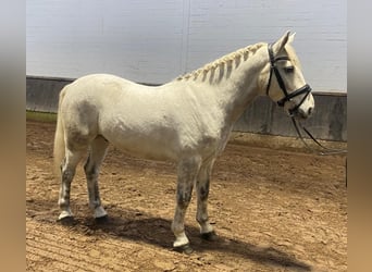 Connemara Mestizo, Caballo castrado, 3 años, 155 cm, Champán