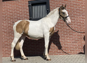 Connemara, Caballo castrado, 3 años, 155 cm, Pío