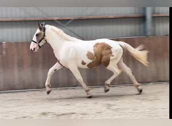 Connemara, Caballo castrado, 3 años, 155 cm, Pío