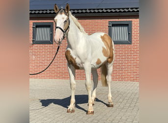 Connemara, Caballo castrado, 3 años, 155 cm, Pío