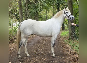 Connemara, Caballo castrado, 3 años, 157 cm, Tordo