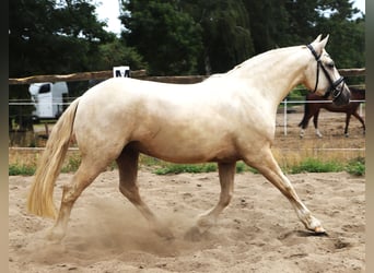 Connemara Mestizo, Caballo castrado, 3 años, Palomino