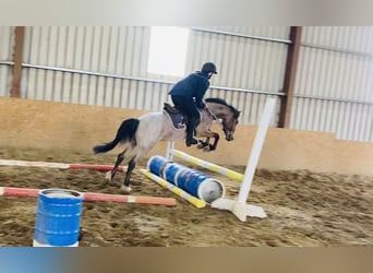 Connemara, Caballo castrado, 4 años, 133 cm, Tordo ruano