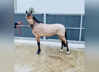 Connemara, Caballo castrado, 4 años, 133 cm, Tordo ruano