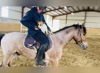 Connemara, Caballo castrado, 4 años, 133 cm, Tordo ruano