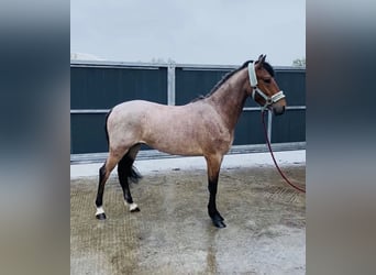 Connemara, Caballo castrado, 4 años, 133 cm, Tordo ruano