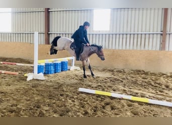 Connemara, Caballo castrado, 4 años, 133 cm, Tordo ruano