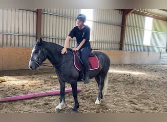 Connemara, Caballo castrado, 4 años, 138 cm, Tordillo negro