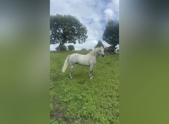 Connemara, Caballo castrado, 4 años, 138 cm, Tordo