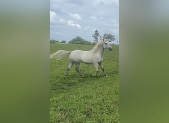 Connemara, Caballo castrado, 4 años, 138 cm, Tordo